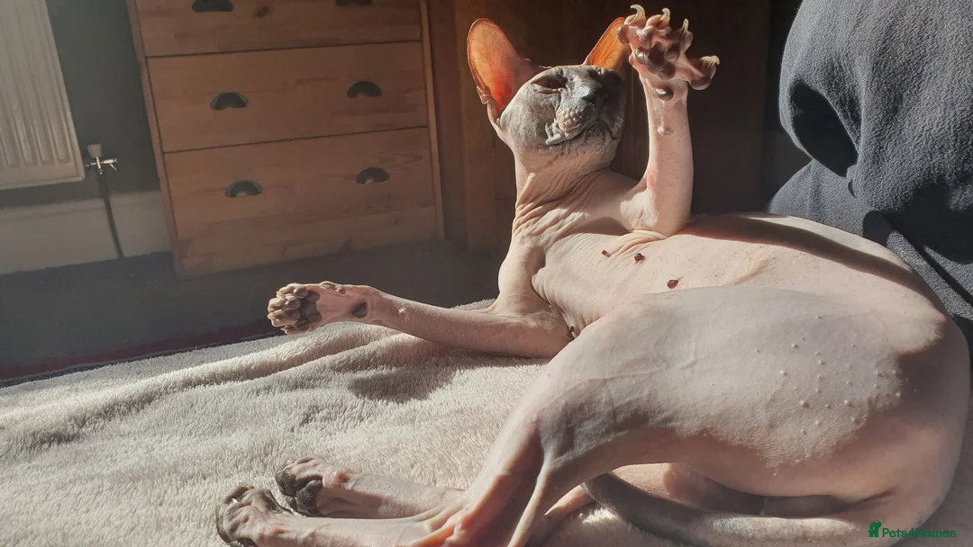Sphynx cats for stud: Donskoy Boy for studding - Advert 5