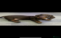Miniature Dachshund dogs for sale: Ready to go-Gorgeous miniature Dachshund puppies   - Image 9