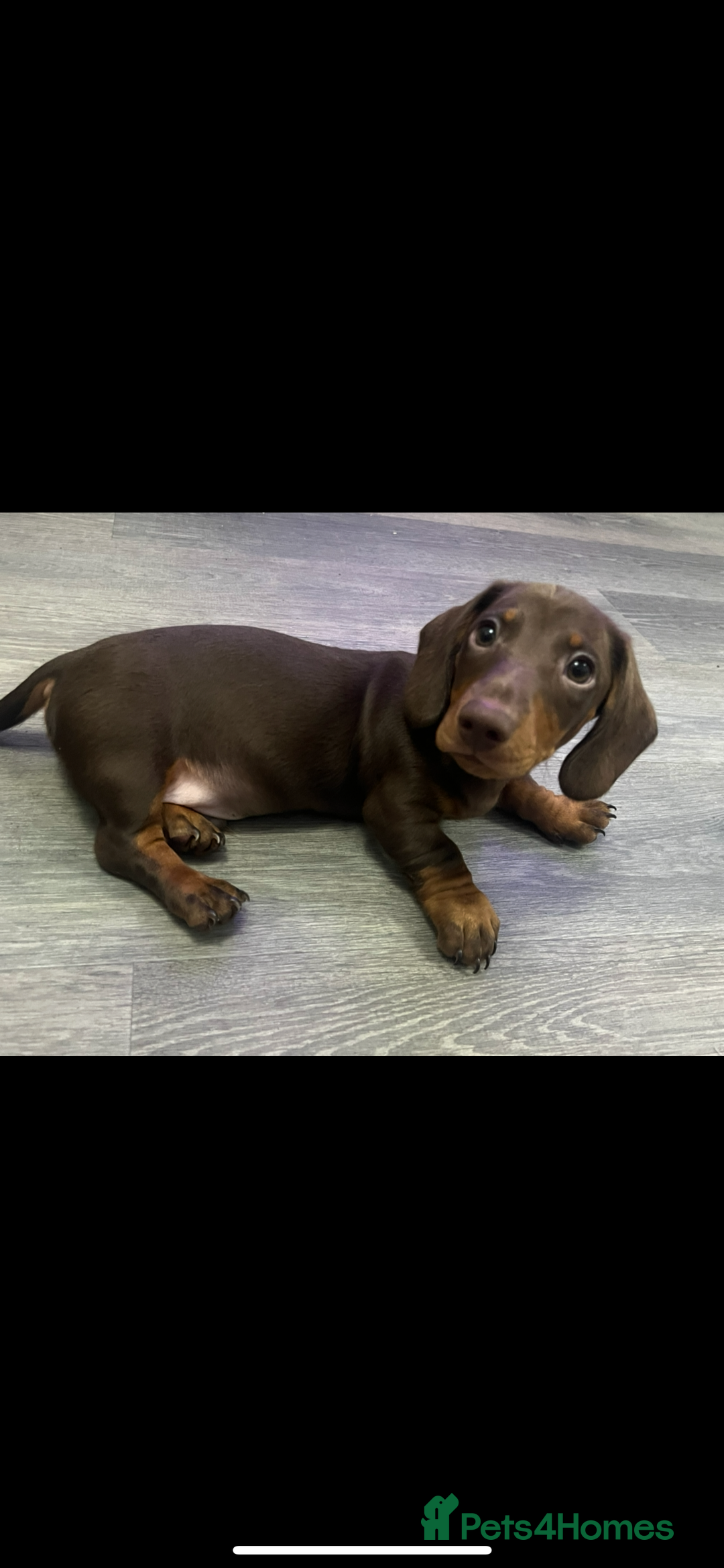 Miniature Dachshund dogs for sale: Ready to go-Gorgeous miniature Dachshund puppies   - Image 9
