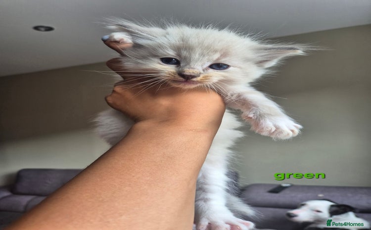 Ragdoll cats - Advert 1