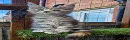 Maine Coon cats for sale: TICA polydactyl maine coon kittens - Advert 3