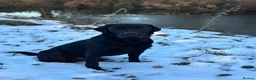 Labrador Retriever dogs for stud: FIELD TRIAL WINNER traditional working Labrador - Advert 2