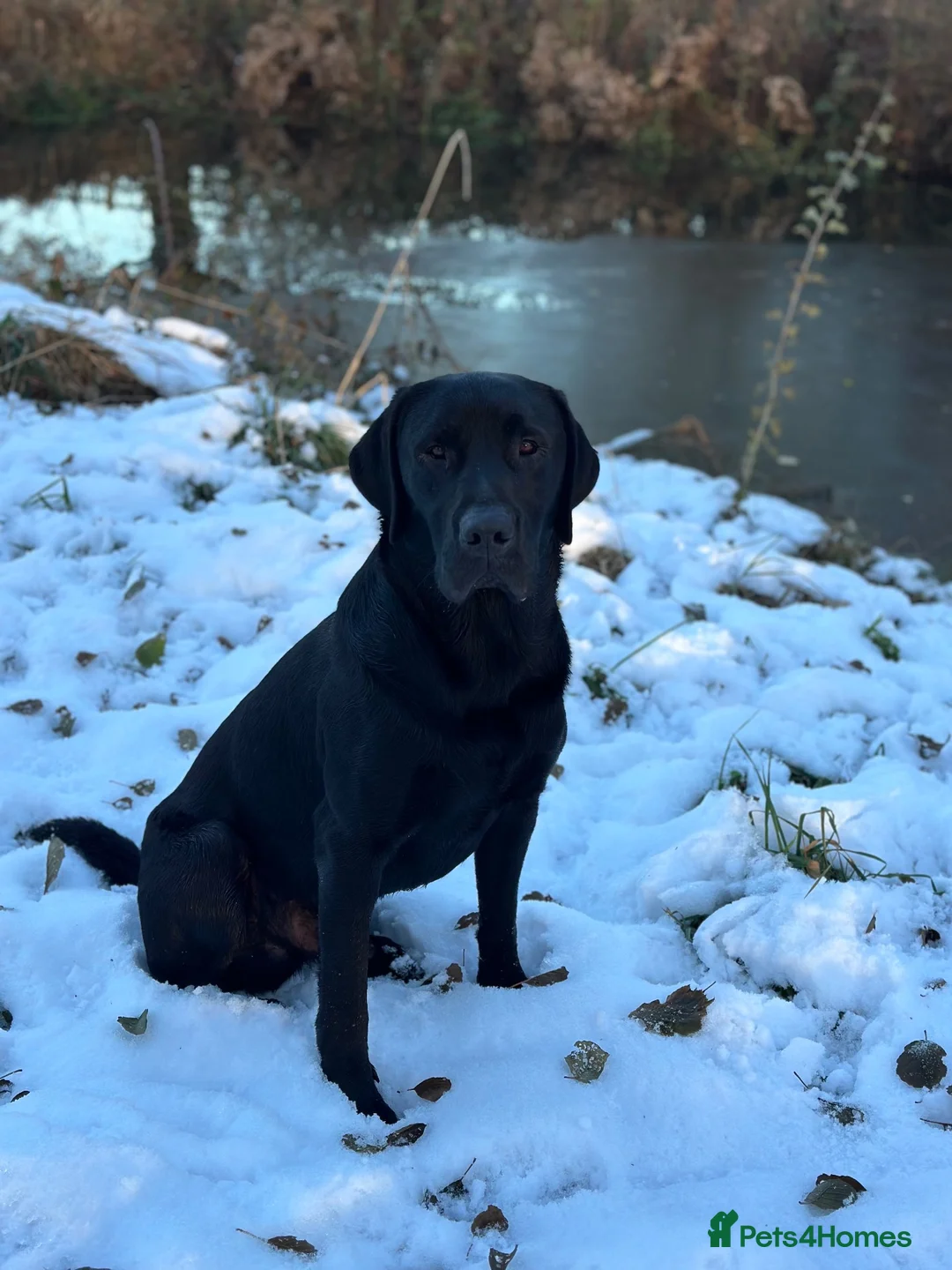 Labrador Retriever dogs for stud: FIELD TRIAL WINNER traditional working Labrador - Advert 2
