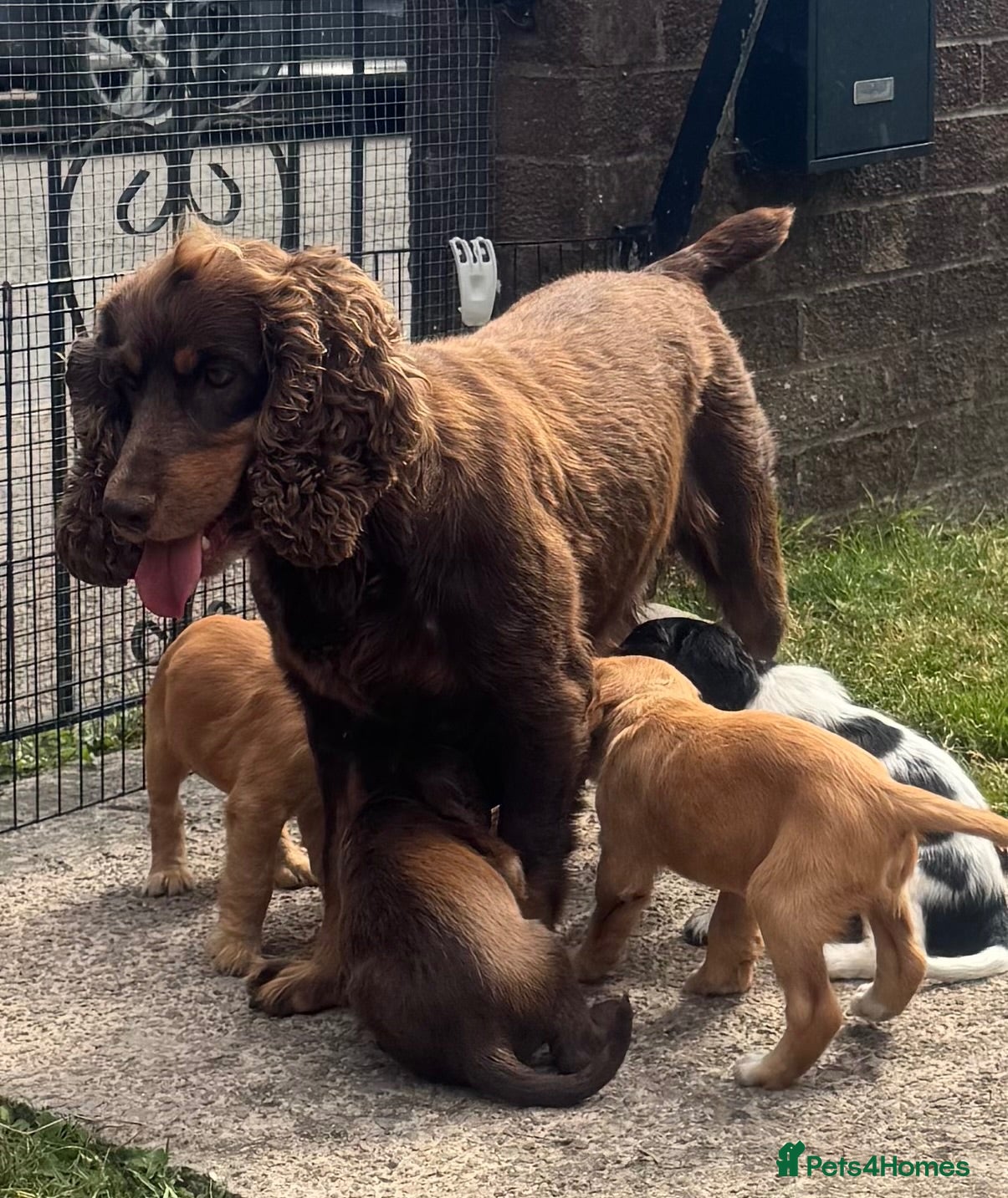 Cocker Spaniel dogs Beautiful litter of cocker spaniel puppies - Advert 2