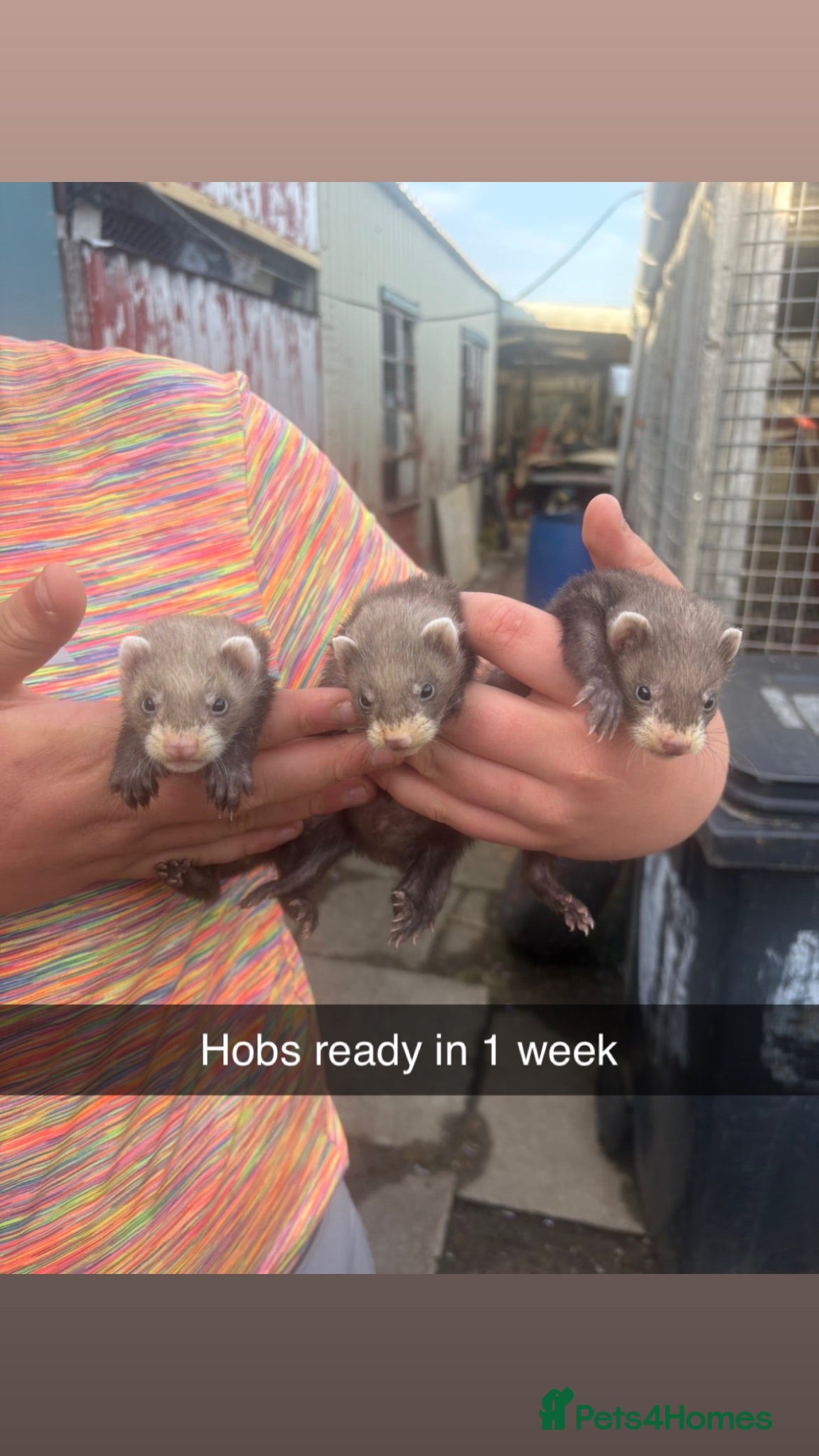 Mixed Breed reptiles Ferret kits  - Advert 5