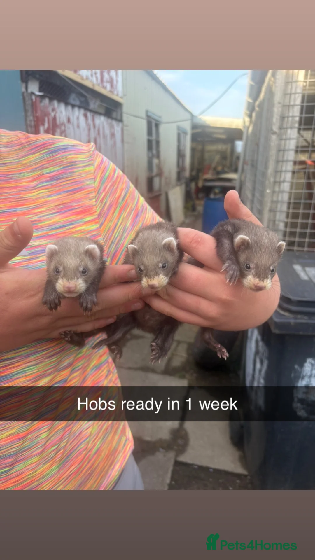 Mixed Breed reptiles for sale: Ferret kits  in Bishop Auckland - Advert 1