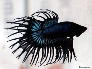 Bettas fish Broadheath Bettas - Advert 11