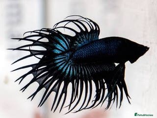 Bettas fish Broadheath Bettas - Advert 5