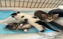 Mixed Breed cats for sale: 4 Mix Breed Kittens for sale - Image 11