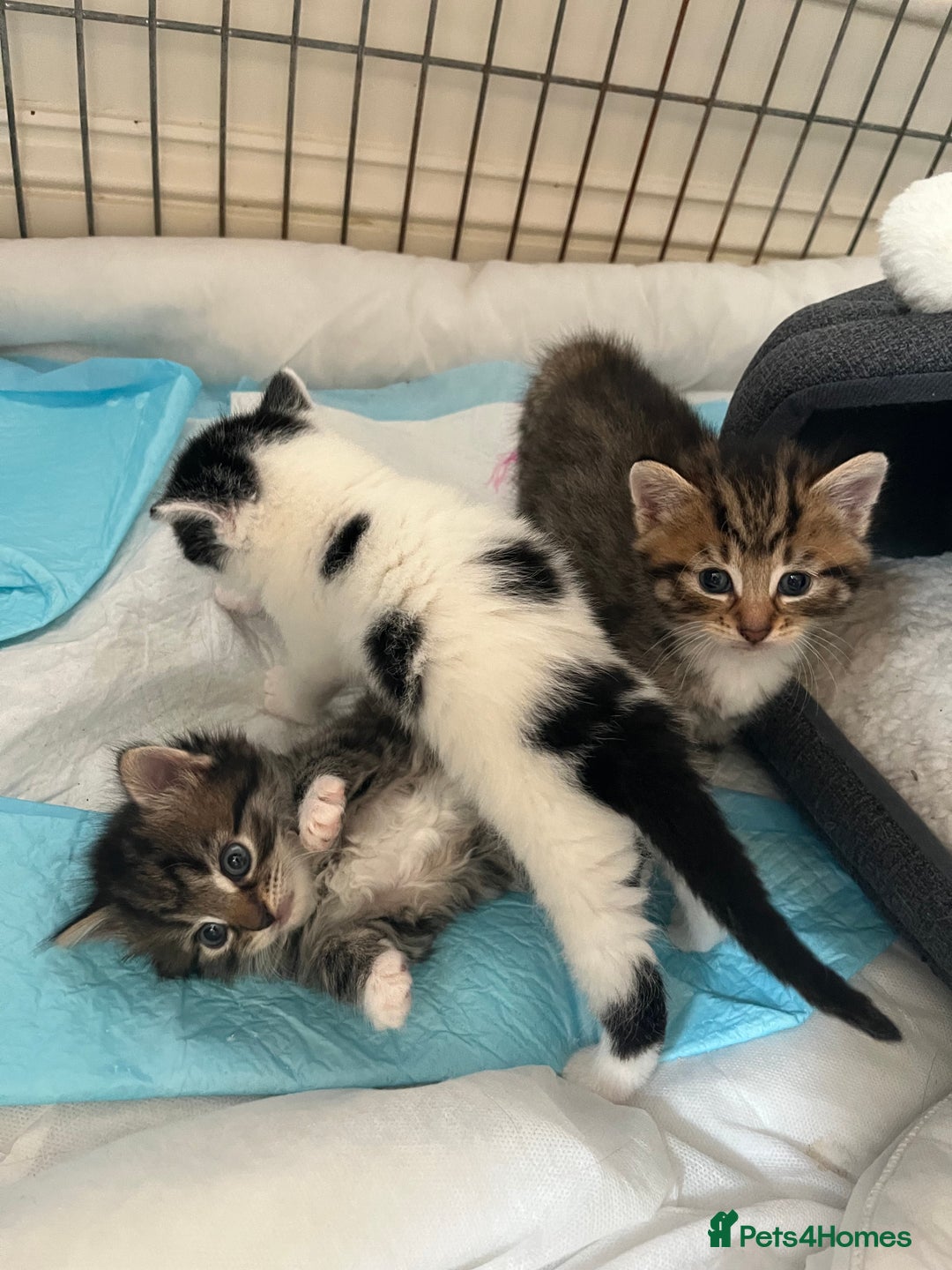 Mixed Breed cats for sale: 4 Mix Breed Kittens for sale - Image 11