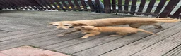 Golden Retriever dogs for sale: Health tested DNA happy KC puppies - Advert 5