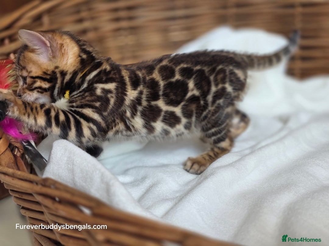Bengal cats for sale: Gorgeous Pedigree Bengal Kittens  - Image 16