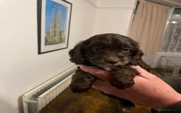 Cockapoo dogs for sale: Cockapoo puppies - Image 14