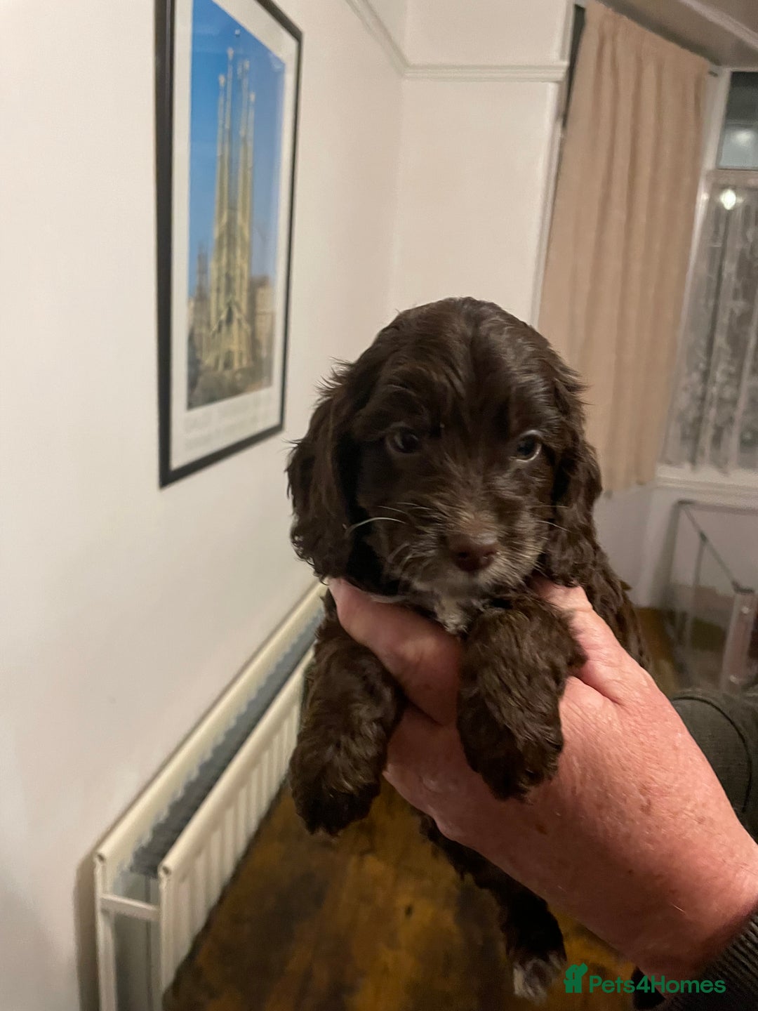 Cockapoo dogs for sale: Cockapoo puppies - Image 14
