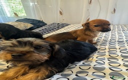 Yorkshire Terrier dogs for sale: Puppies for sale  - Image 15