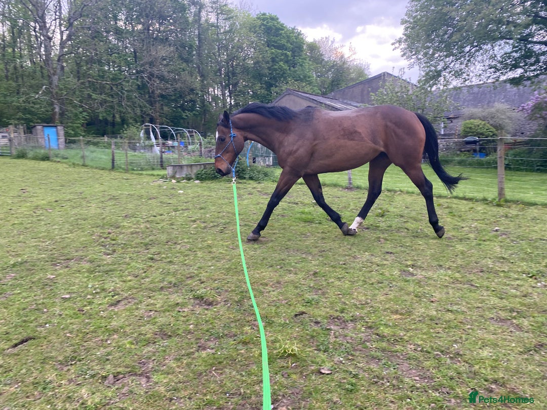 English Thoroughbred horses for sale: Lovely TB Gelding  - Advert 3