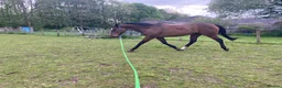 English Thoroughbred horses for sale: Lovely TB Gelding  - Advert 4