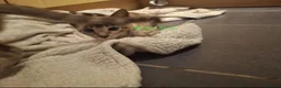 Bengal cats for sale: Snow mink bengals ready now - Advert 6