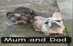 French Bulldog dogs for sale: Lilac Merle and Cream ghost Merle  in Stoke-on-Trent - Image 10