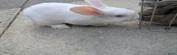 Mixed Breed rabbits for sale: Baby Rabbits  - Advert 8