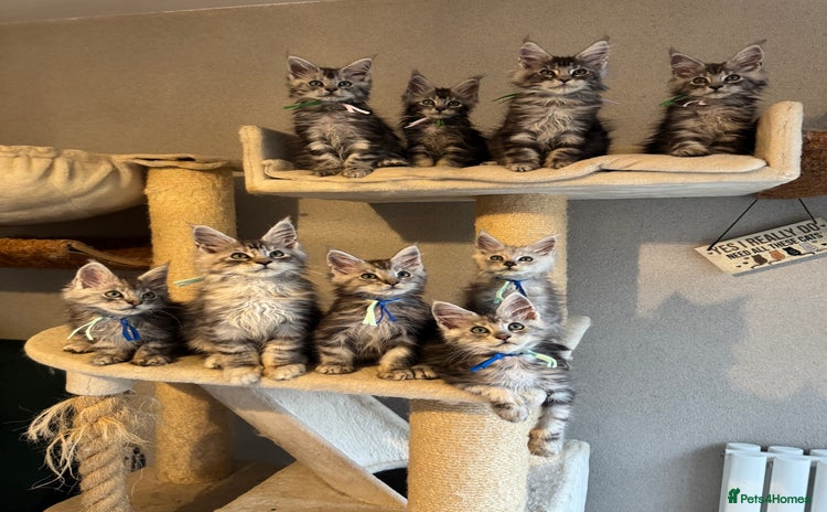 Maine Coon cats - Advert 4