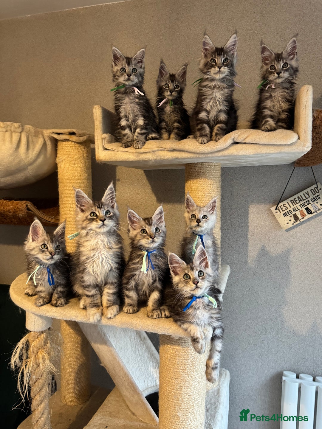 Maine Coon cats for sale: Stunning Maine Coon kittens  - Image 1