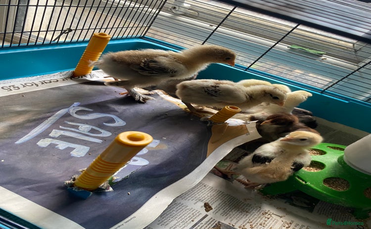 Chickens poultry - Advert 18