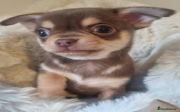 Chihuahua dogs for sale: Gorgeous Smooth coat KC registered chihuahuas - Image 1