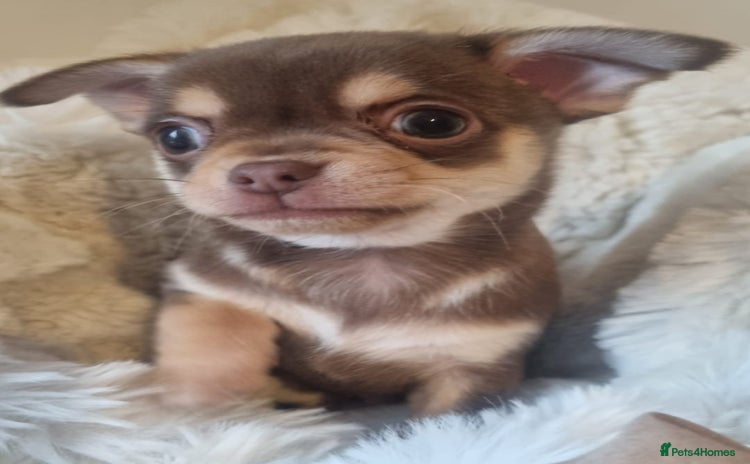 Chihuahua dogs - Advert 3