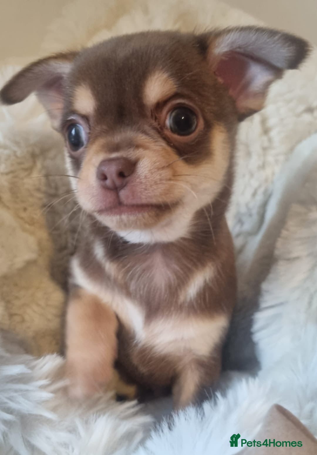 Chihuahua dogs for sale: Gorgeous Smooth coat KC registered chihuahuas - Image 1