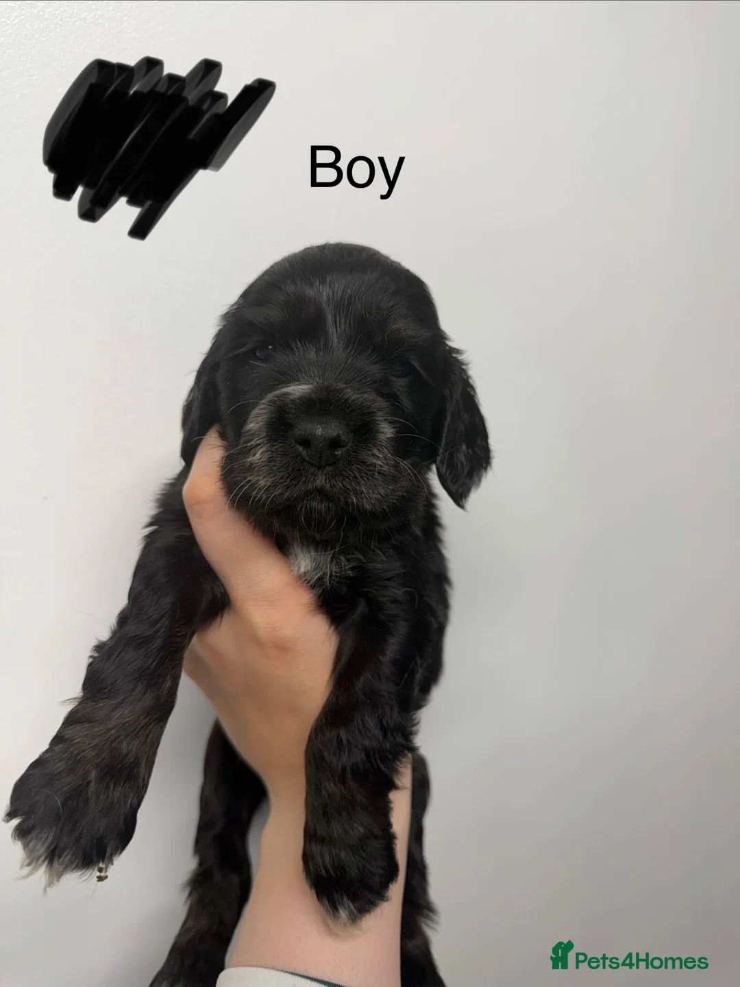 Cocker Spaniel dogs for sale: 7 Show cocker spaniel puppies for sale  in Strathpeffer - Advert 9