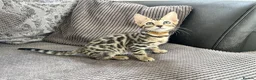 Bengal cats for sale: Stunning full pedigree registered bengal kittens  - Advert 5