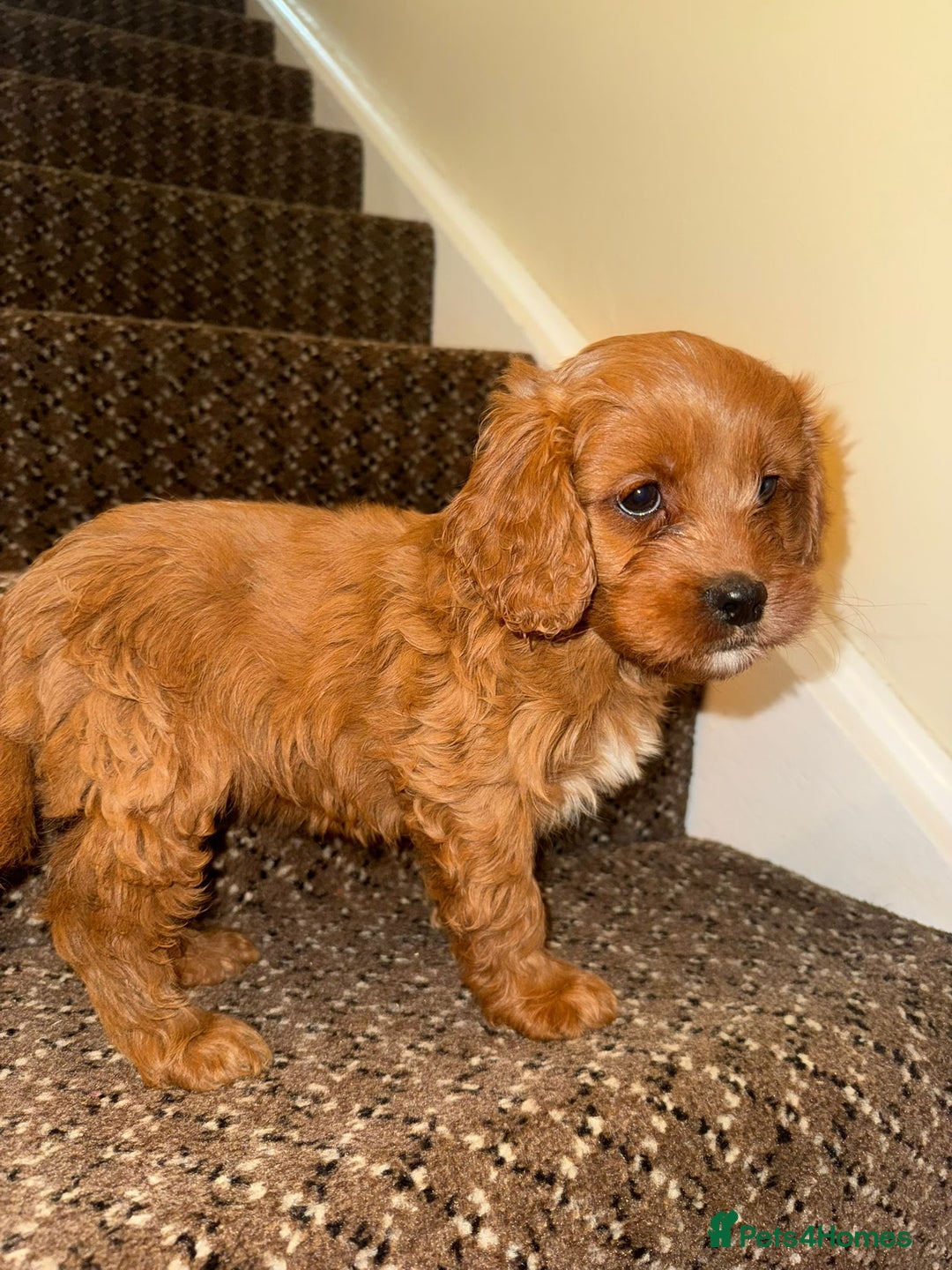 Cavapoo dogs for sale: Cavapoo Puppies - Advert 3