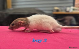 Rat rodents for sale: Male rats available - Image 7