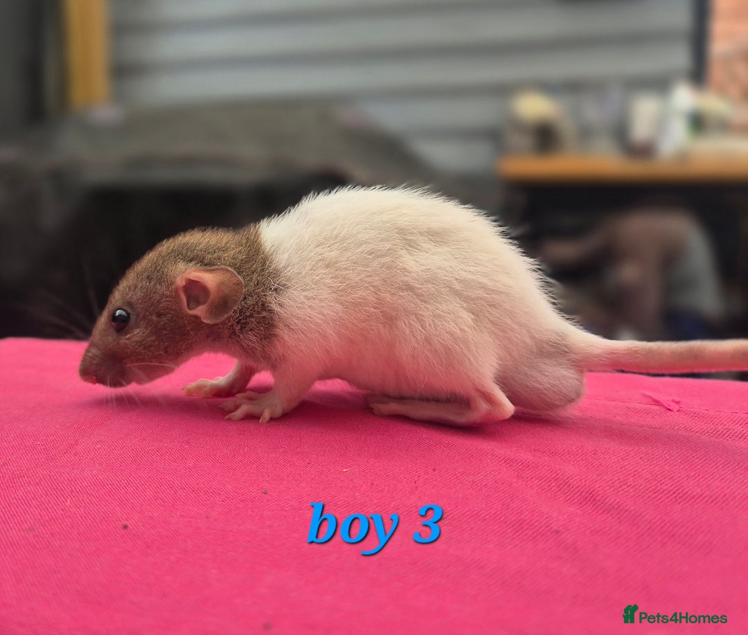 Rat rodents for sale: Male rats available - Image 7