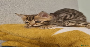 Bengal cats - Advert 6