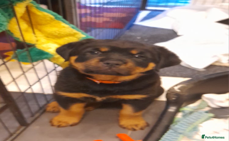 Rottweiler dogs - Advert 3