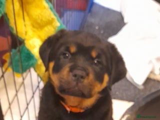 Rottweiler dogs - Advert 16