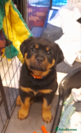 Rottweiler dogs - Advert 16