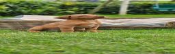 Labrador Retriever dogs for sale: Fox Red Labrador Puppies - Advert 7