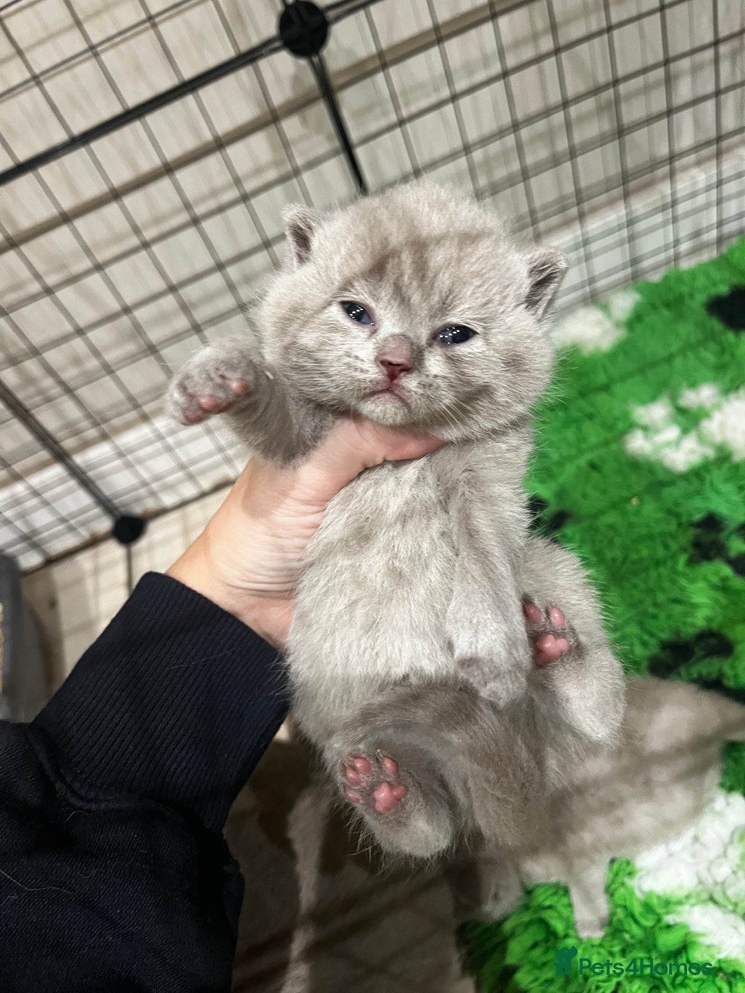 British Shorthair cats for sale: 🏆 Just 1 lilac boy left*** 🏆 - Advert 5