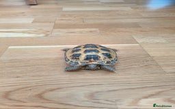Tortoise reptiles for sale: Horsefield approx 3 years old  - Image 3