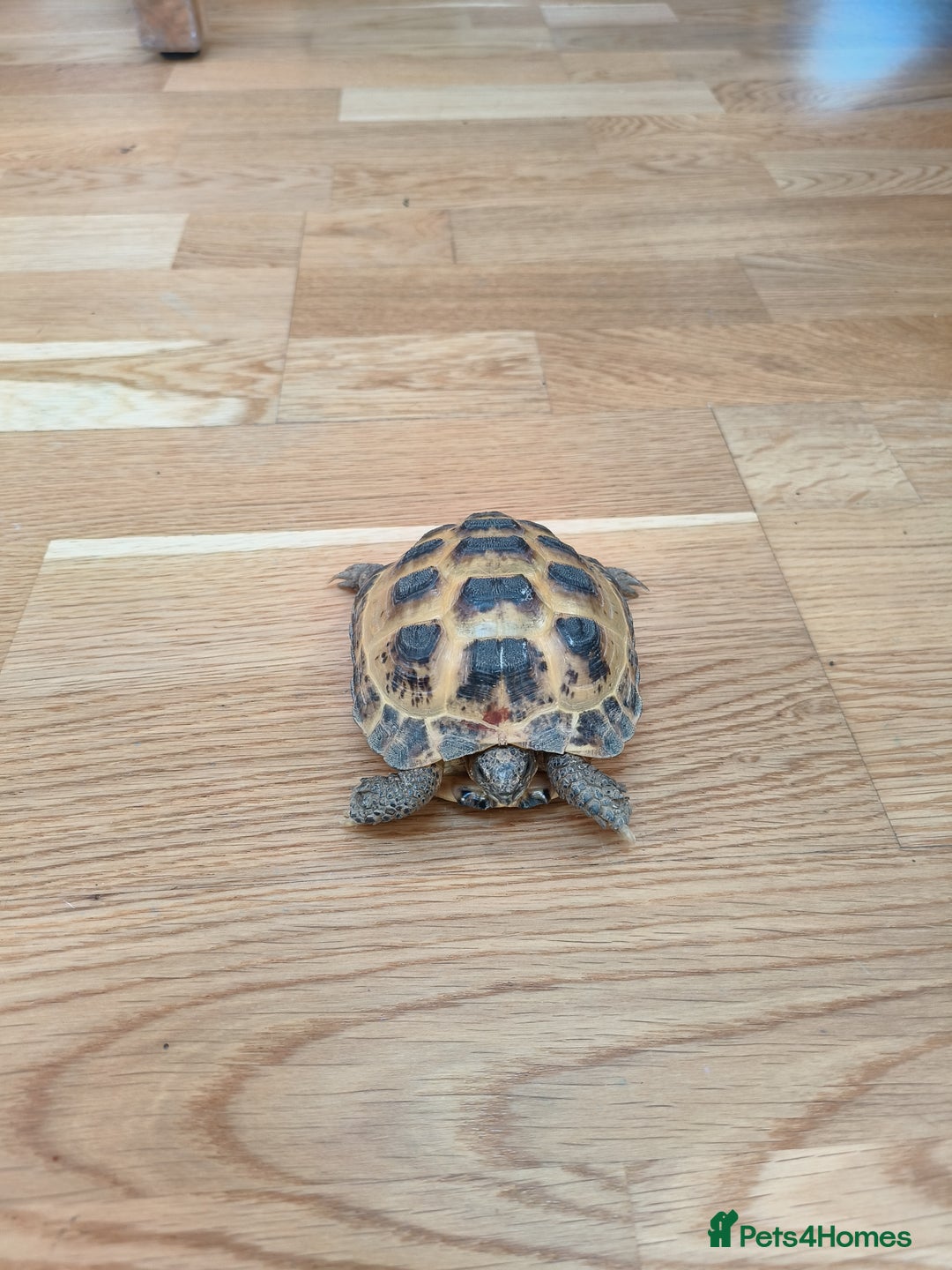 Tortoise reptiles for sale: Horsefield approx 3 years old  - Image 3
