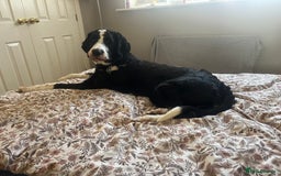 Bernedoodle dogs for stud: Bernadoodle for Stud  - Image 5