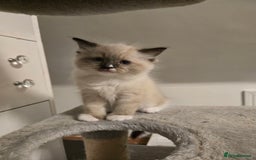 Ragdoll cats for sale: Beautiful friendly ragdol kittens  - Image 3