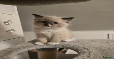 Ragdoll cats - Advert 7