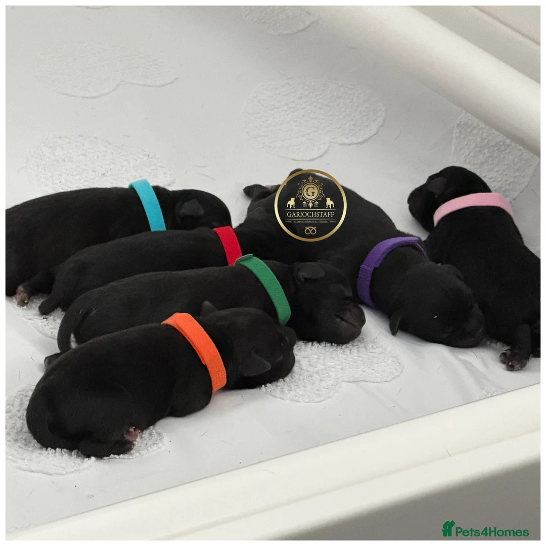 Staffordshire Bull Terrier dogs for sale: KC Black Staffordshire Bull Terrier  - Advert 2