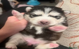 Pomsky dogs for sale: Stunning f2 pomsky babies  - Advert 7