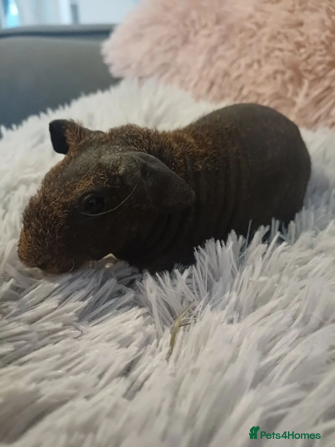 Guinea Pig rodents for sale: Skinny/wolfies? Swiss and teddys - Advert 2