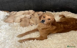 Golden Retriever dogs for sale: Beautiful litter of KC reg Golden Retriever pups  - Image 5